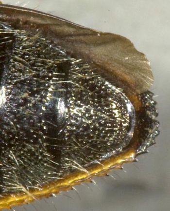 Media type: image;   Entomology 2719 Aspect: anal sclerite